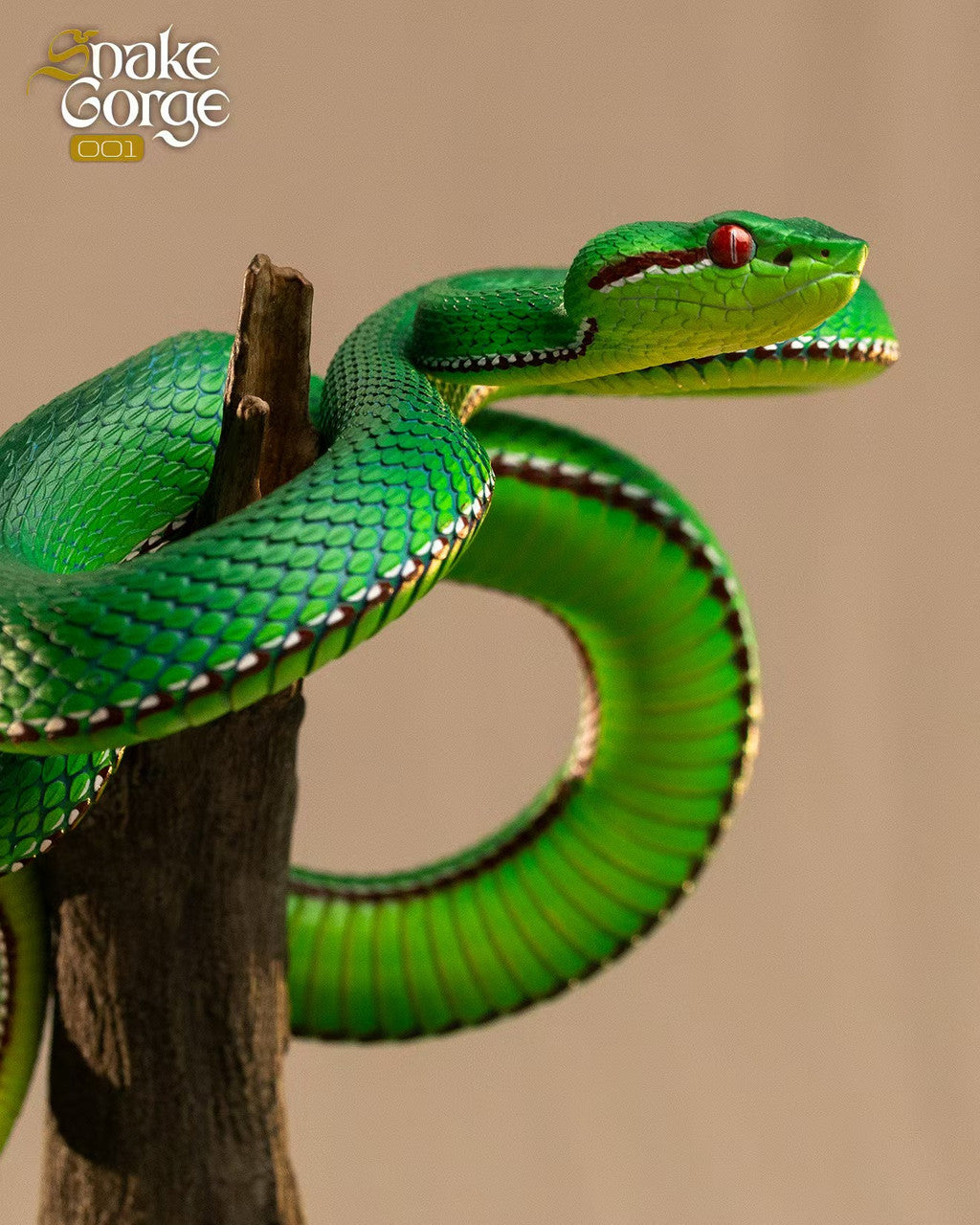 Snake Gorge - Trimeresurus gumprechti