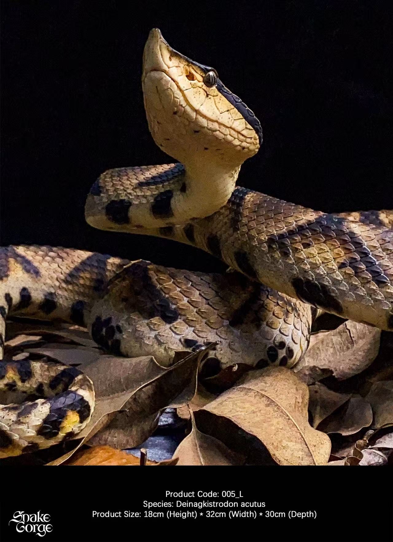 Snake Gorge - Deinagkistrodon acutus