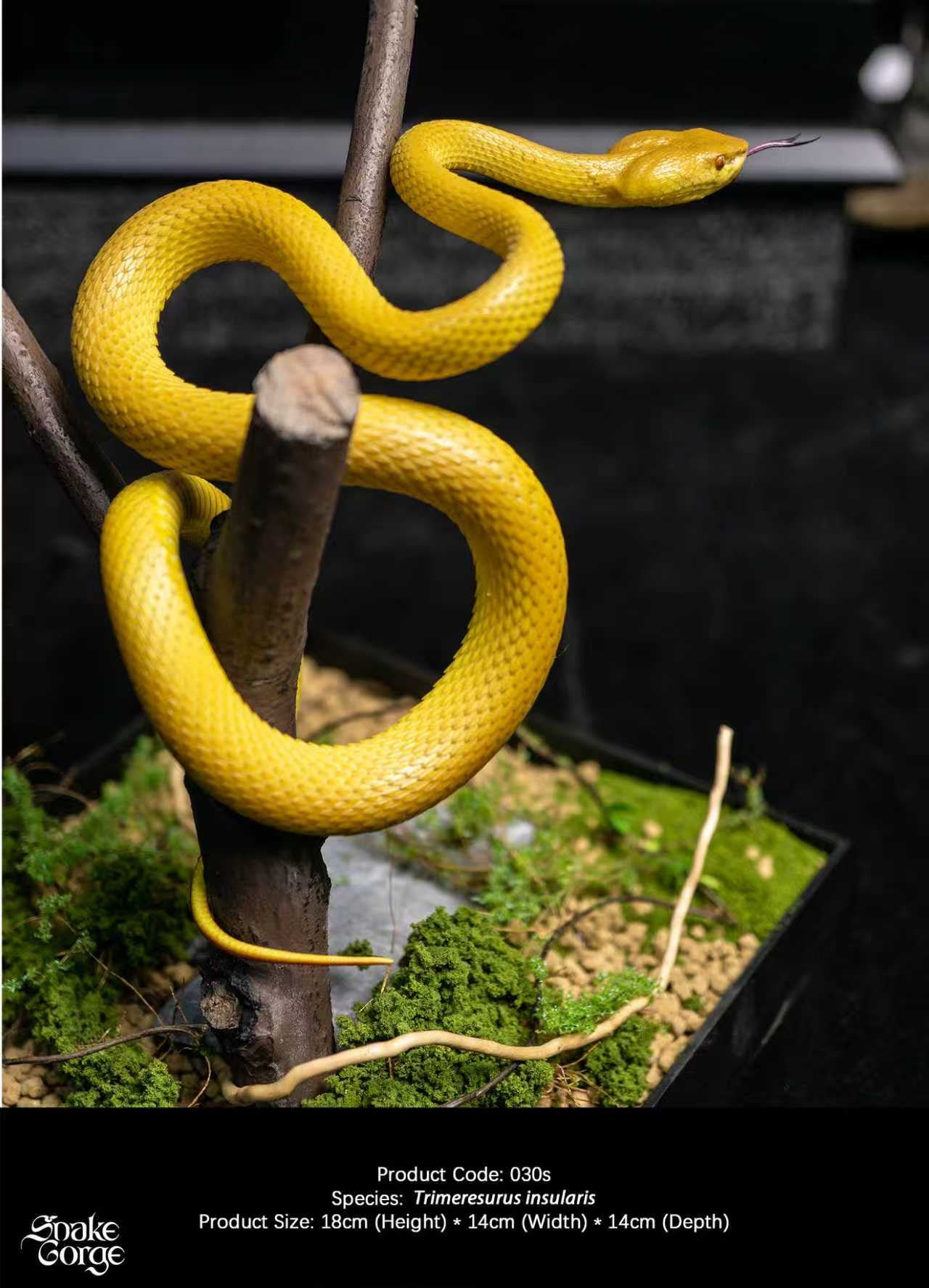 Snake Gorge - Yellow Trimeresurus insularis