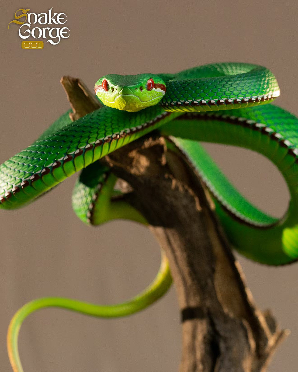 Snake Gorge - Trimeresurus gumprechti