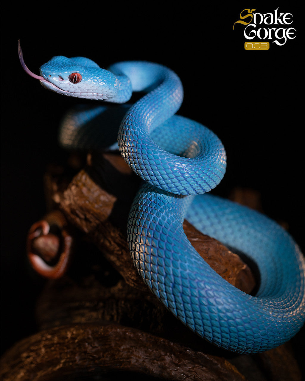 Snake Gorge - Indonesian pit viper