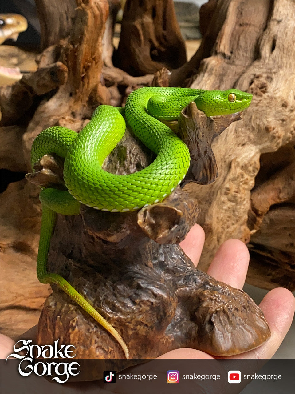 Snake Gorge - Trimeresurus