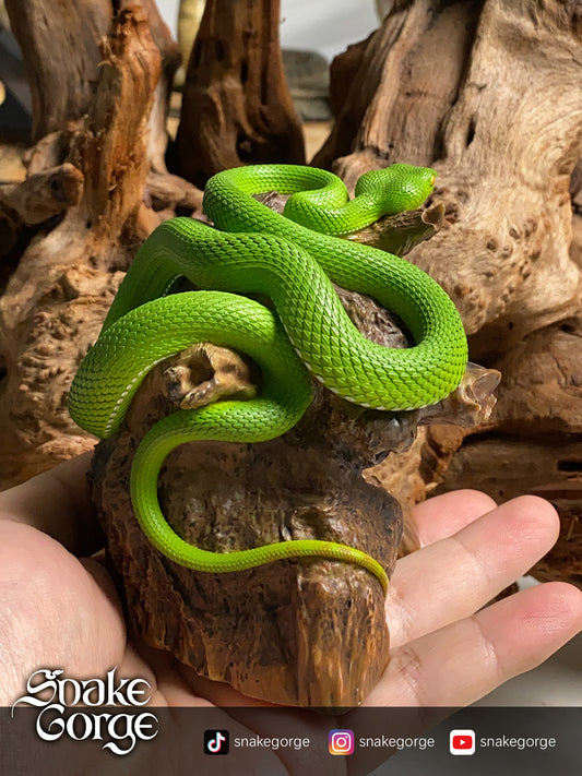 Snake Gorge - Trimeresurus