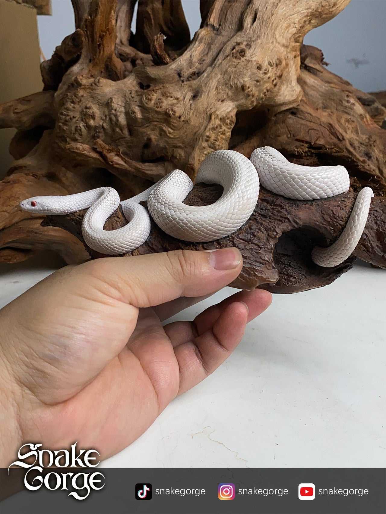 Snake Gorge - Pantherophis guttatus Whiteout
