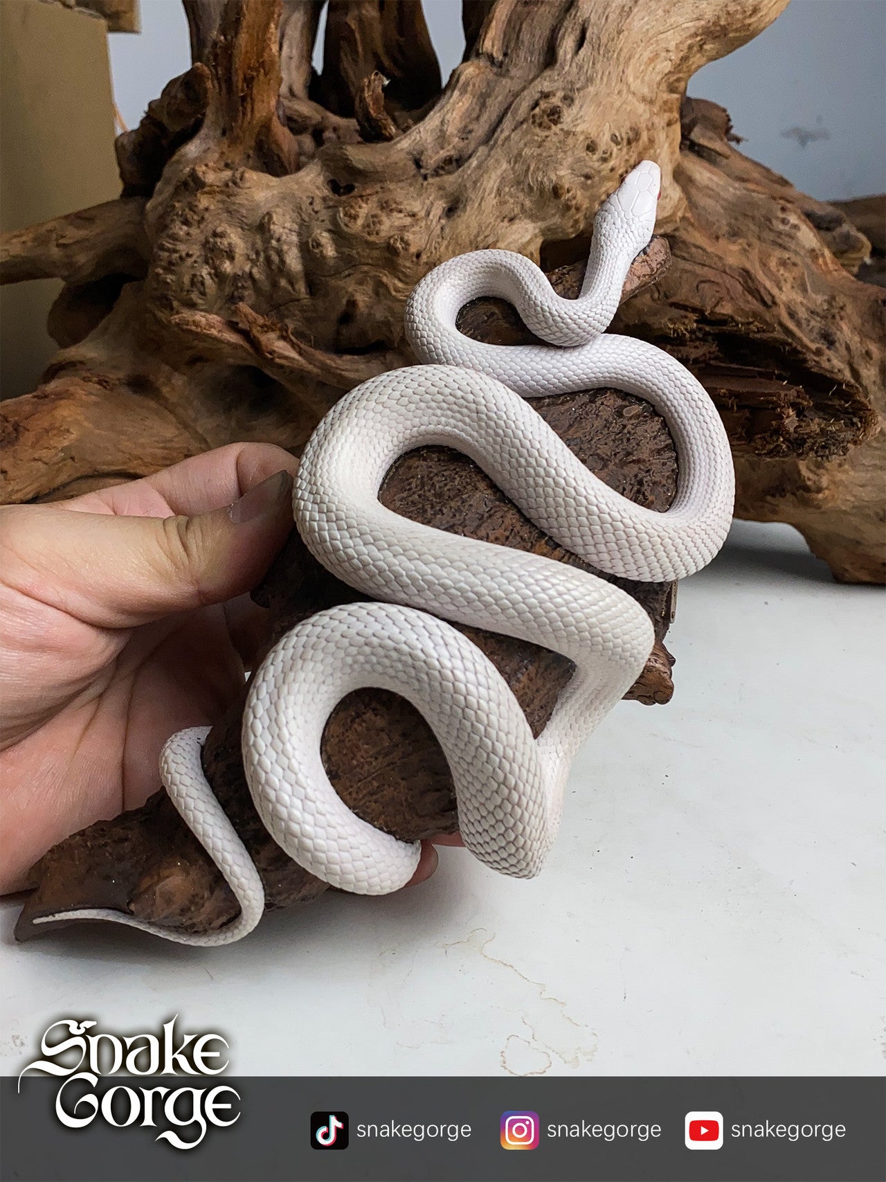Snake Gorge - Pantherophis guttatus Whiteout