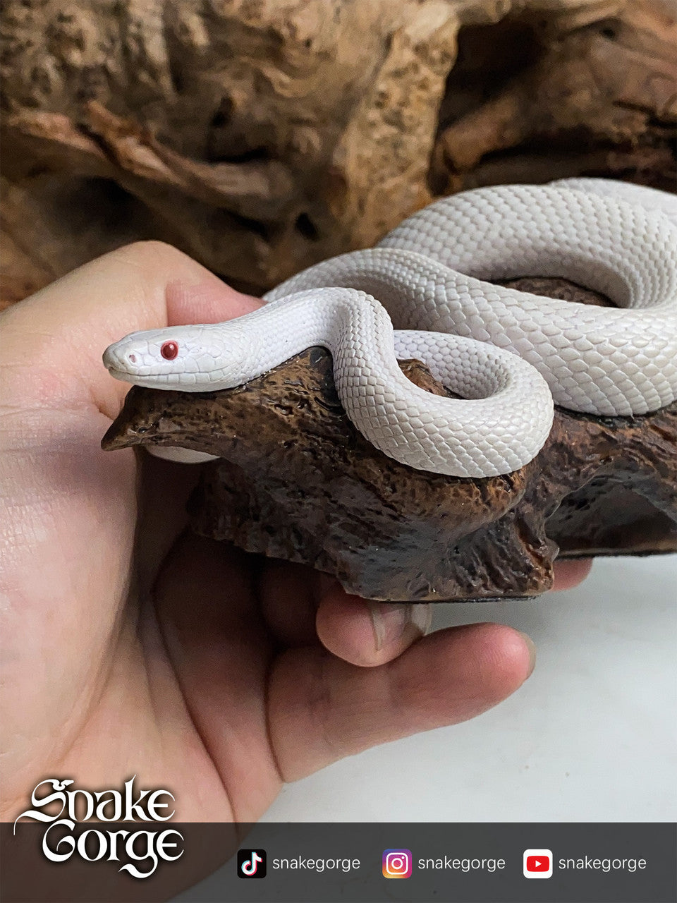 Snake Gorge - Pantherophis guttatus Whiteout