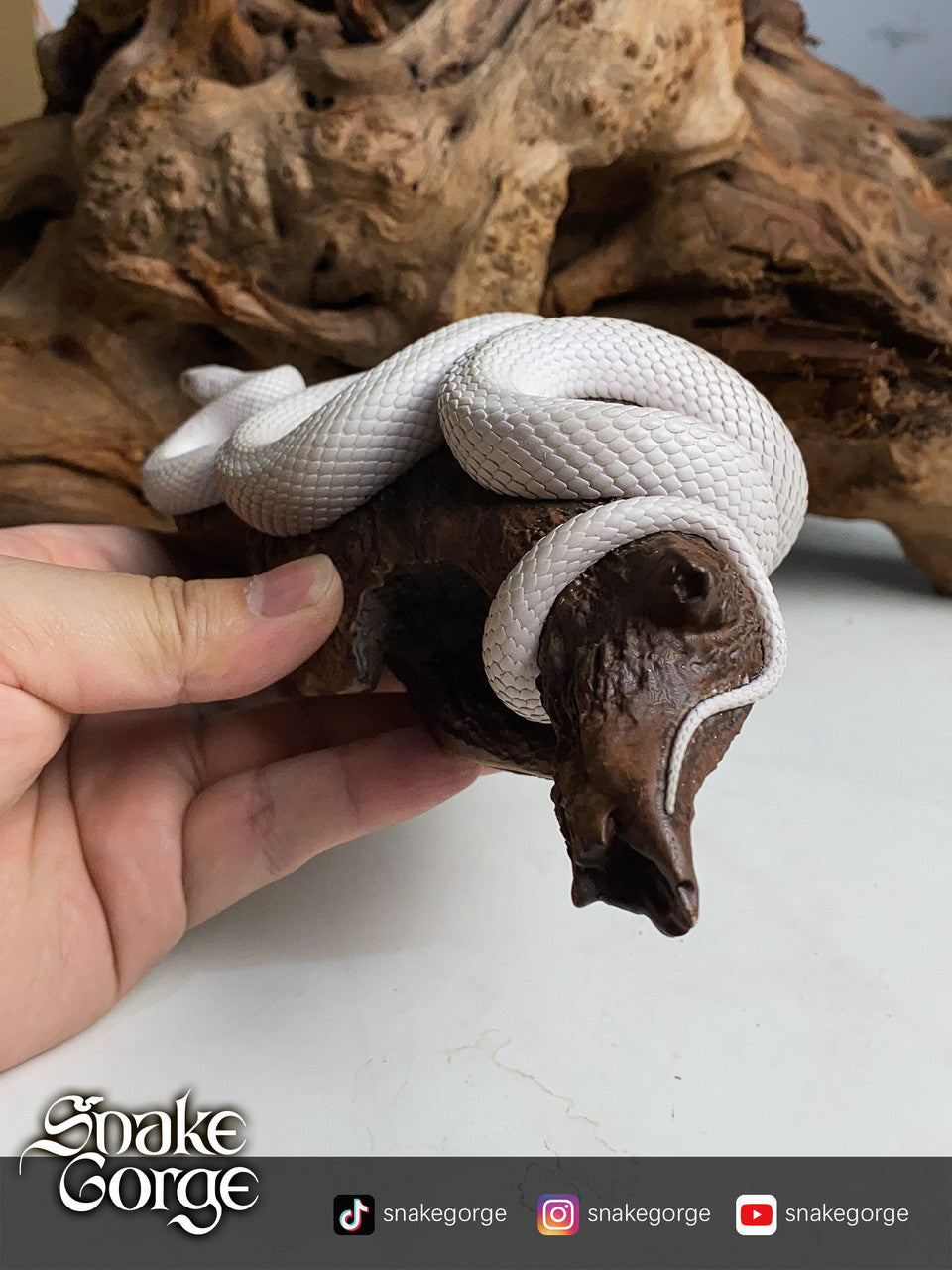 Snake Gorge - Pantherophis guttatus Whiteout