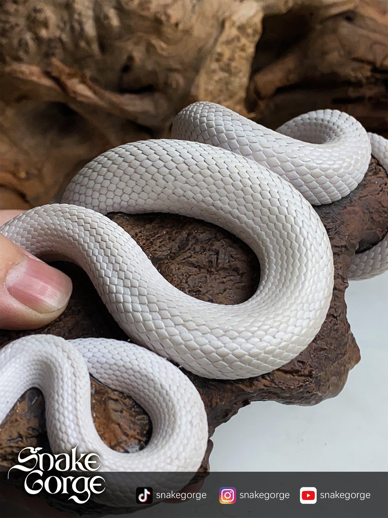 Snake Gorge - Pantherophis guttatus Whiteout