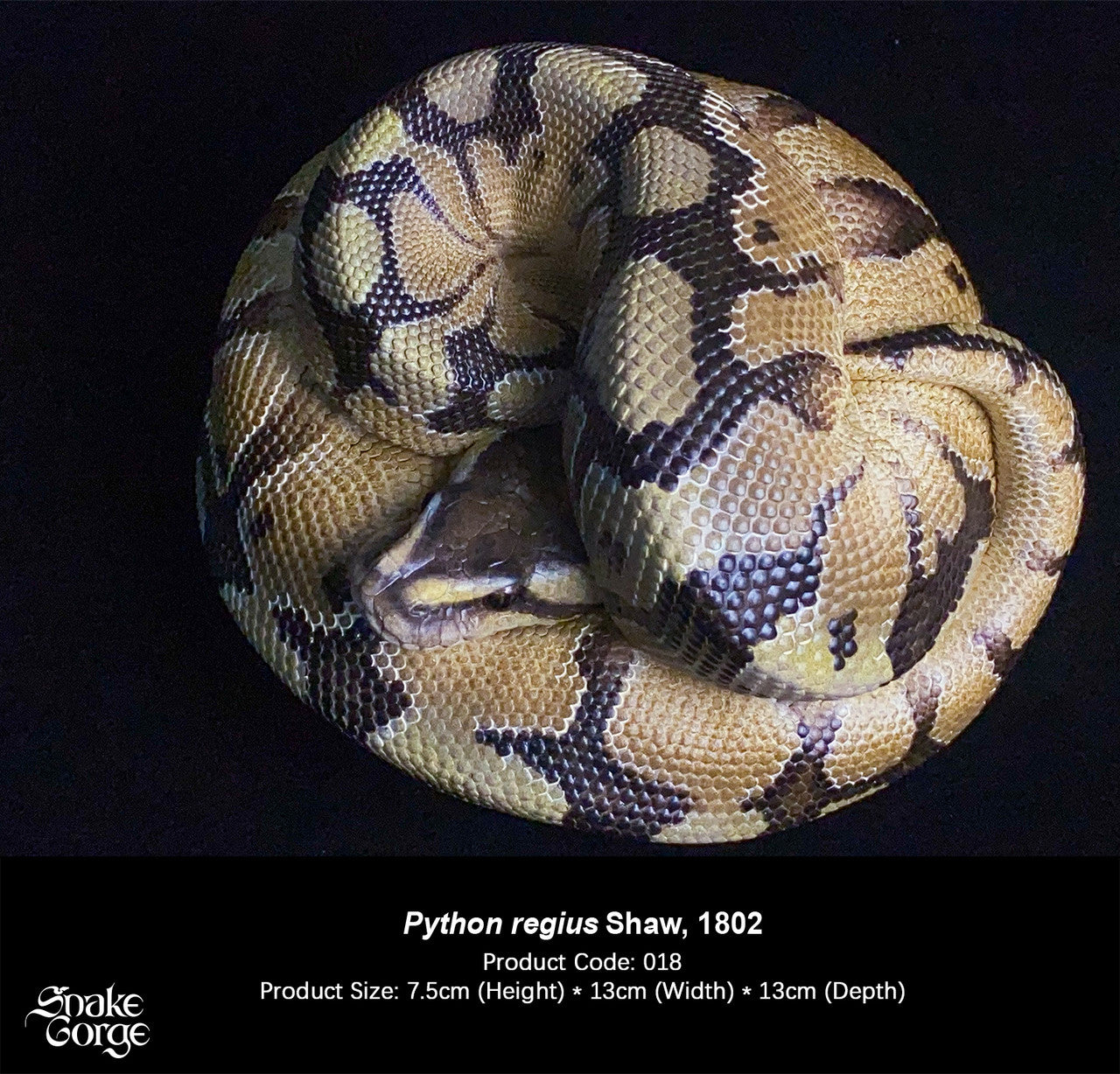 Snake Gorge - Ball python – StatueCorp