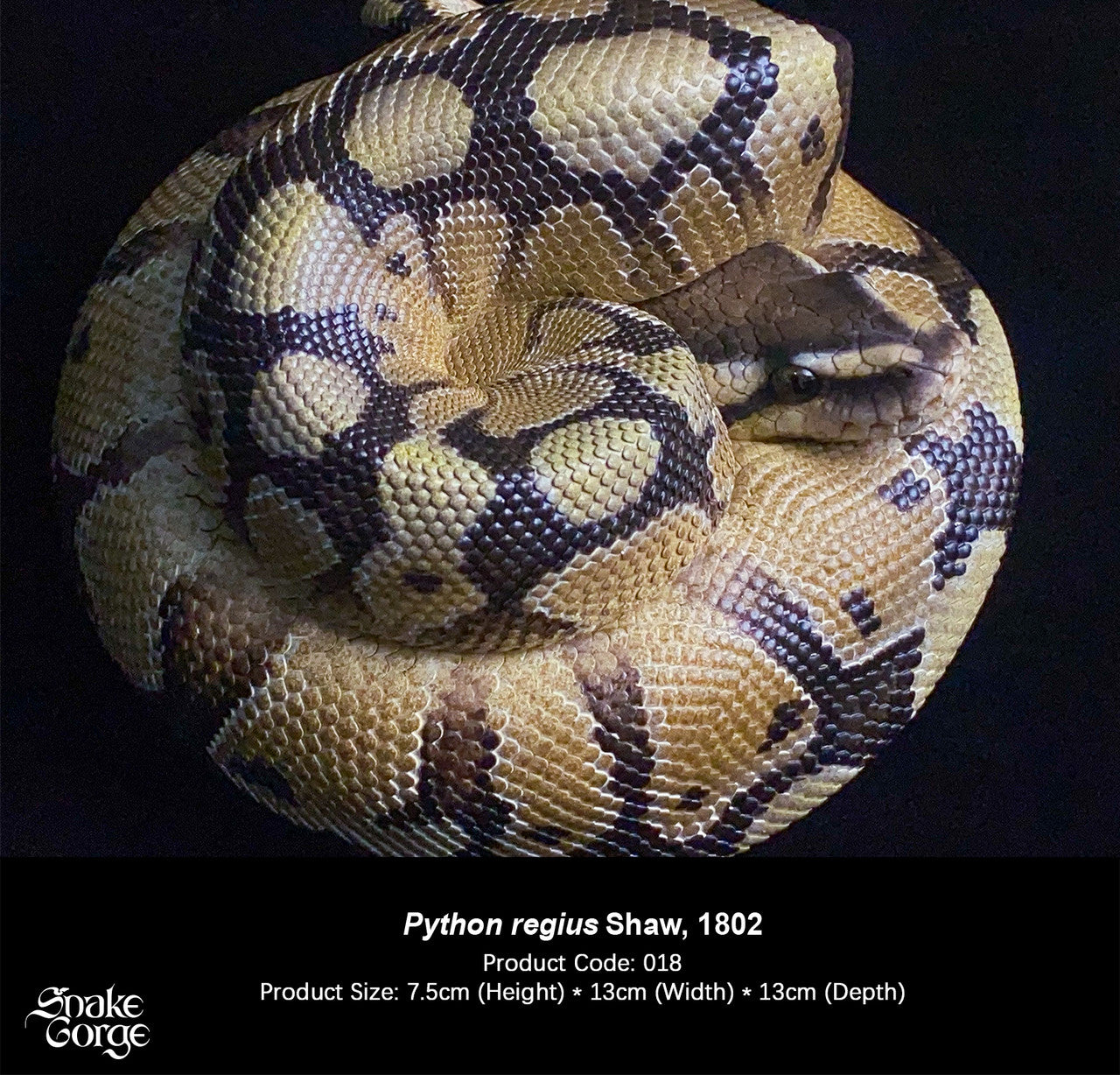 Snake Gorge - Ball python – StatueCorp
