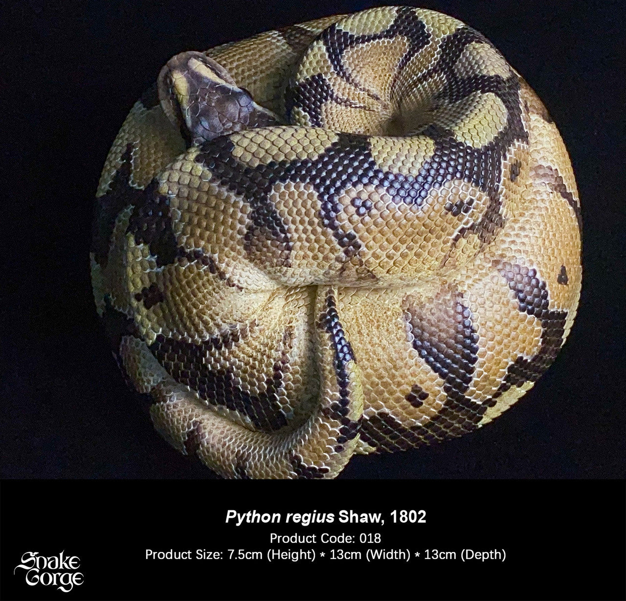 Snake Gorge - Ball python – StatueCorp