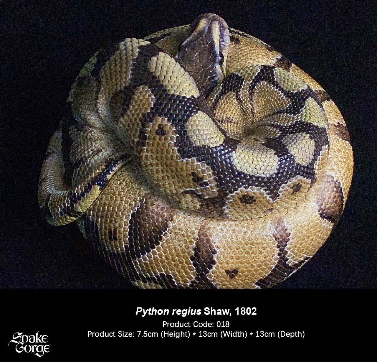 Snake Gorge - Ball python