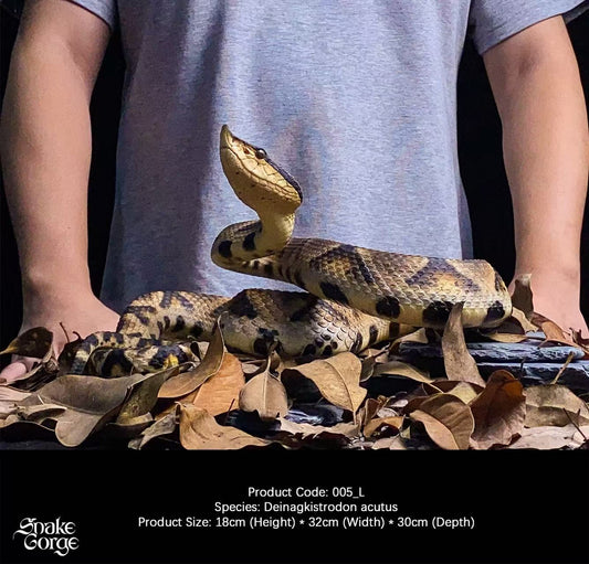 Snake Gorge - Deinagkistrodon acutus