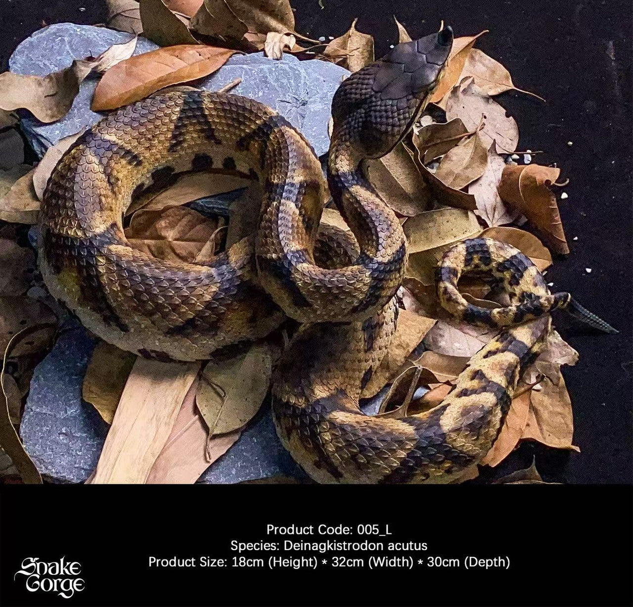 Snake Gorge - Deinagkistrodon acutus