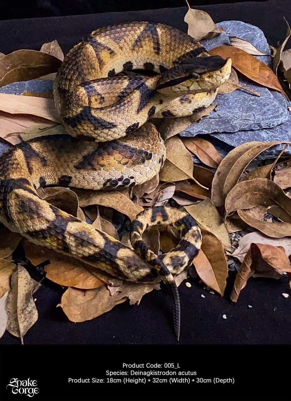 Snake Gorge - Deinagkistrodon acutus