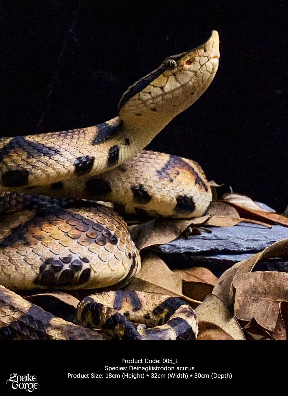 Snake Gorge - Deinagkistrodon acutus