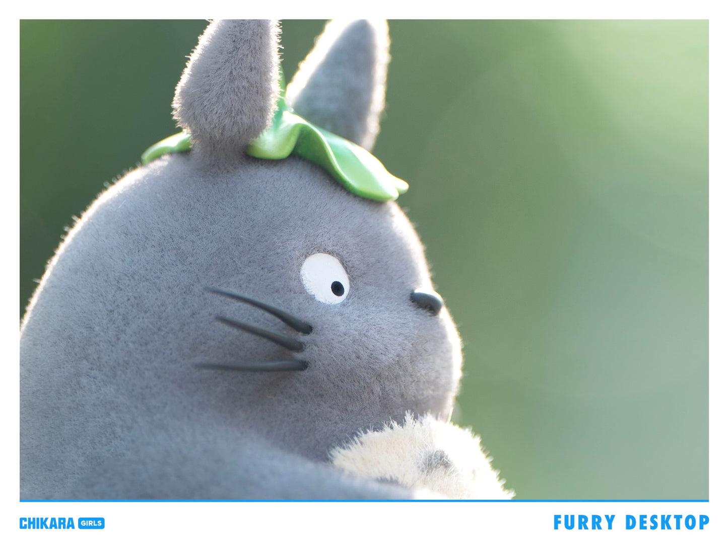Chikara - Totoro