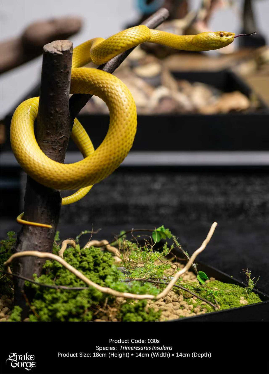 Snake Gorge - Yellow Trimeresurus insularis