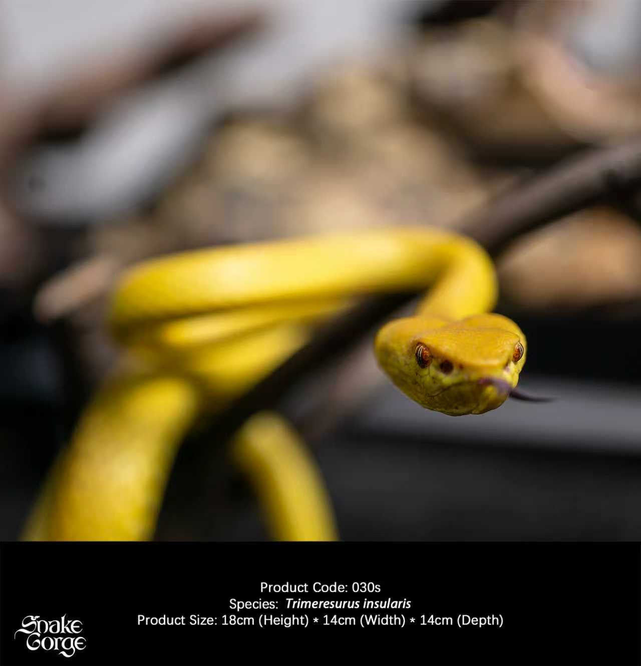 Snake Gorge - Yellow Trimeresurus insularis