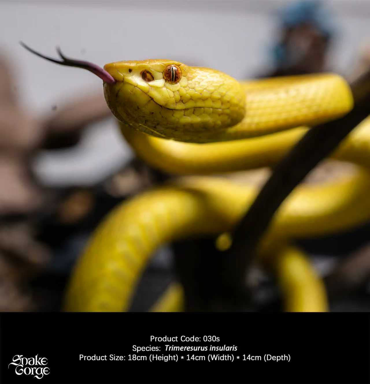 Snake Gorge - Yellow Trimeresurus insularis