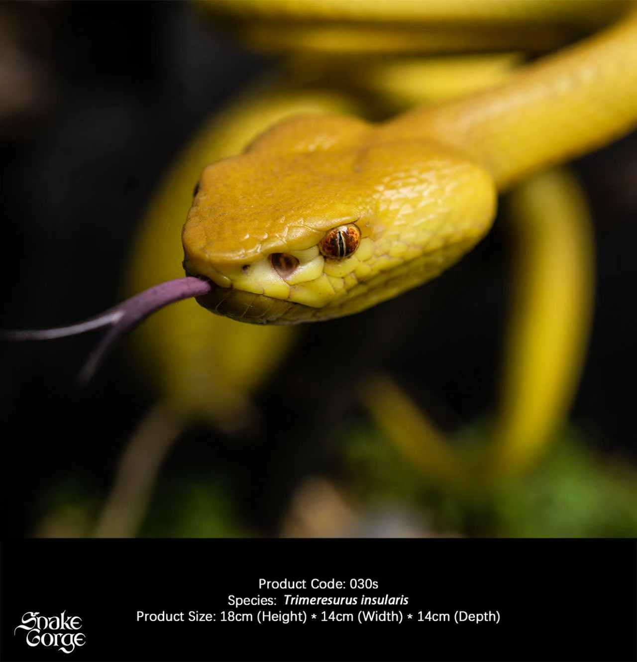 Snake Gorge - Yellow Trimeresurus insularis