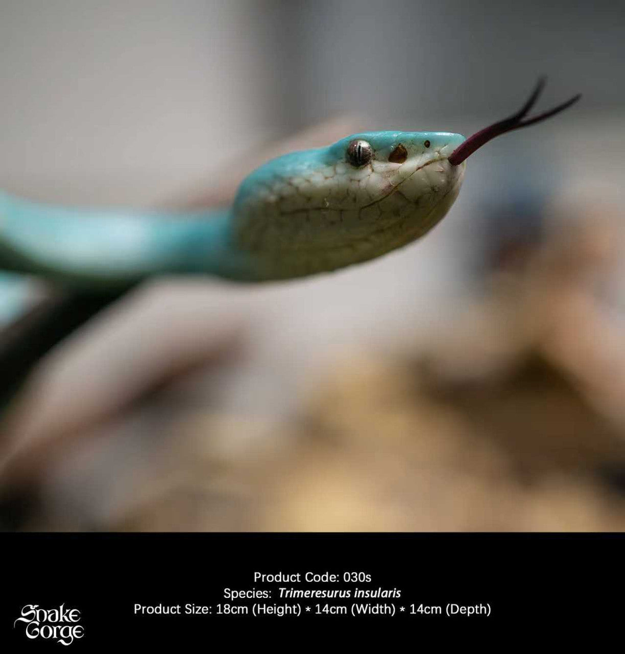 Snake Gorge - Blue Trimeresurus insularis