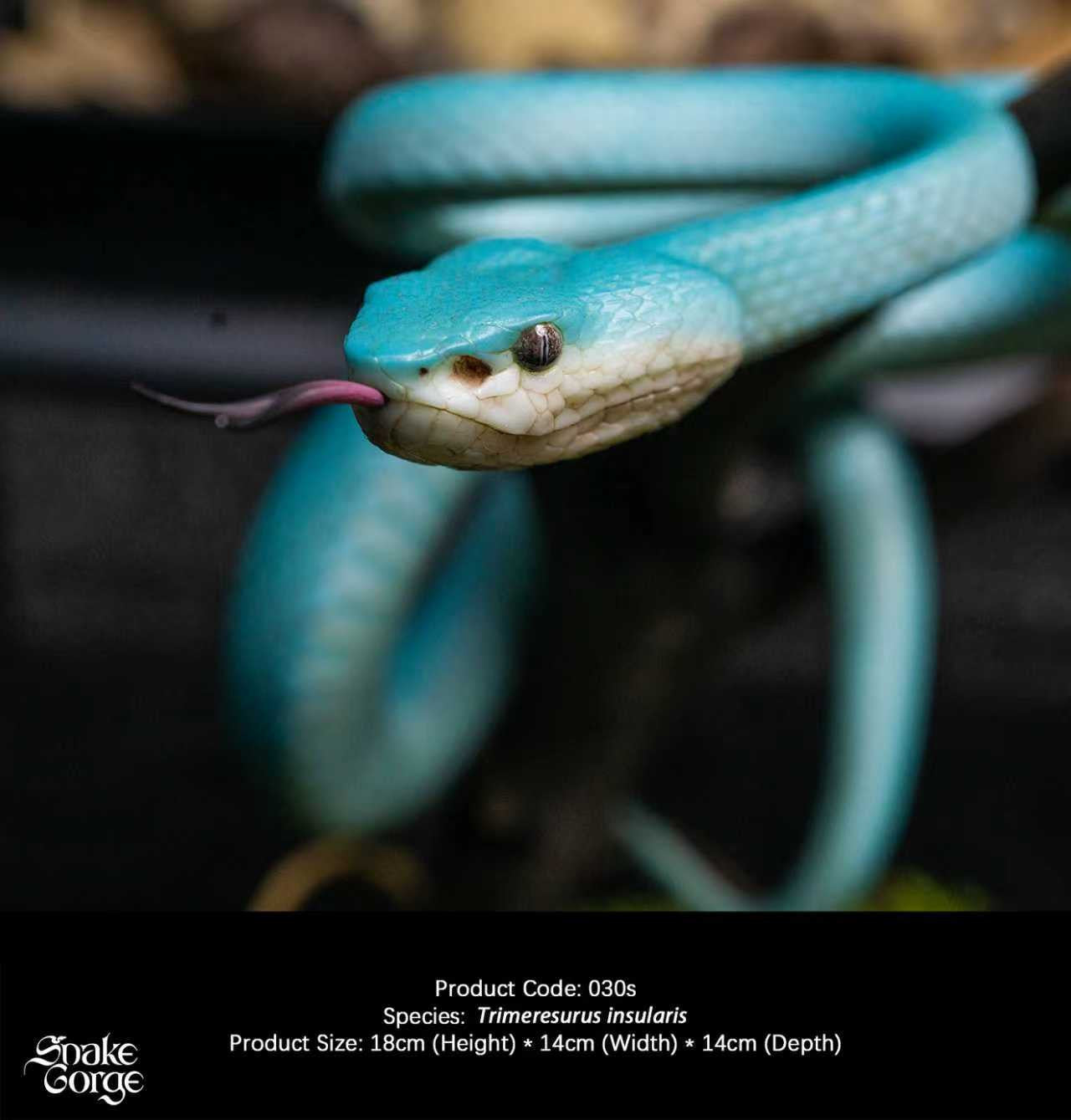 Snake Gorge - Blue Trimeresurus insularis