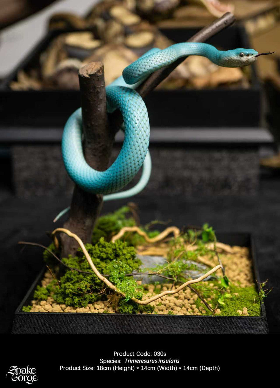 Snake Gorge - Blue Trimeresurus insularis