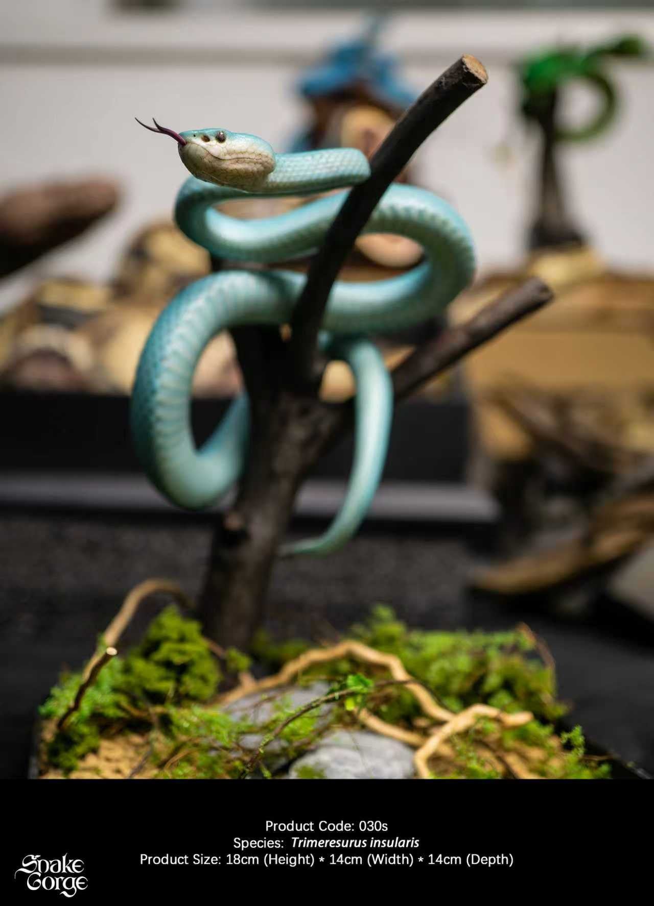 Snake Gorge - Blue Trimeresurus insularis