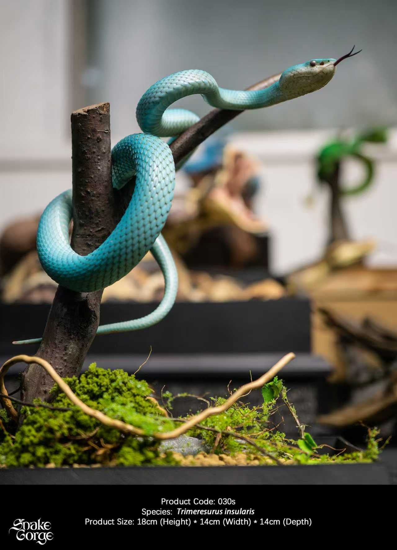 Snake Gorge - Blue Trimeresurus insularis