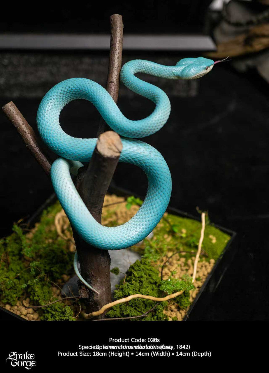 Snake Gorge - Blue Trimeresurus insularis