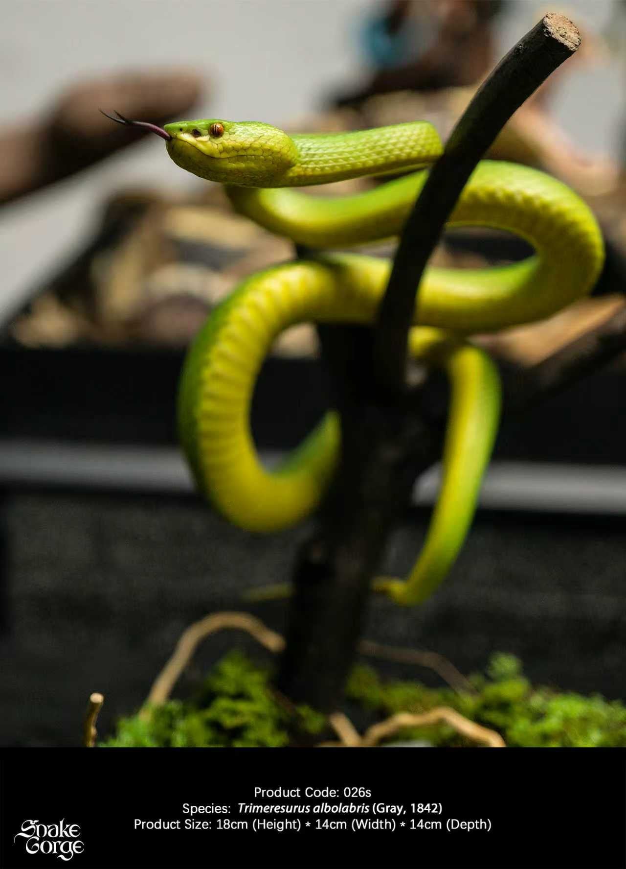 Snake Gorge - Trimeresurus albolabris