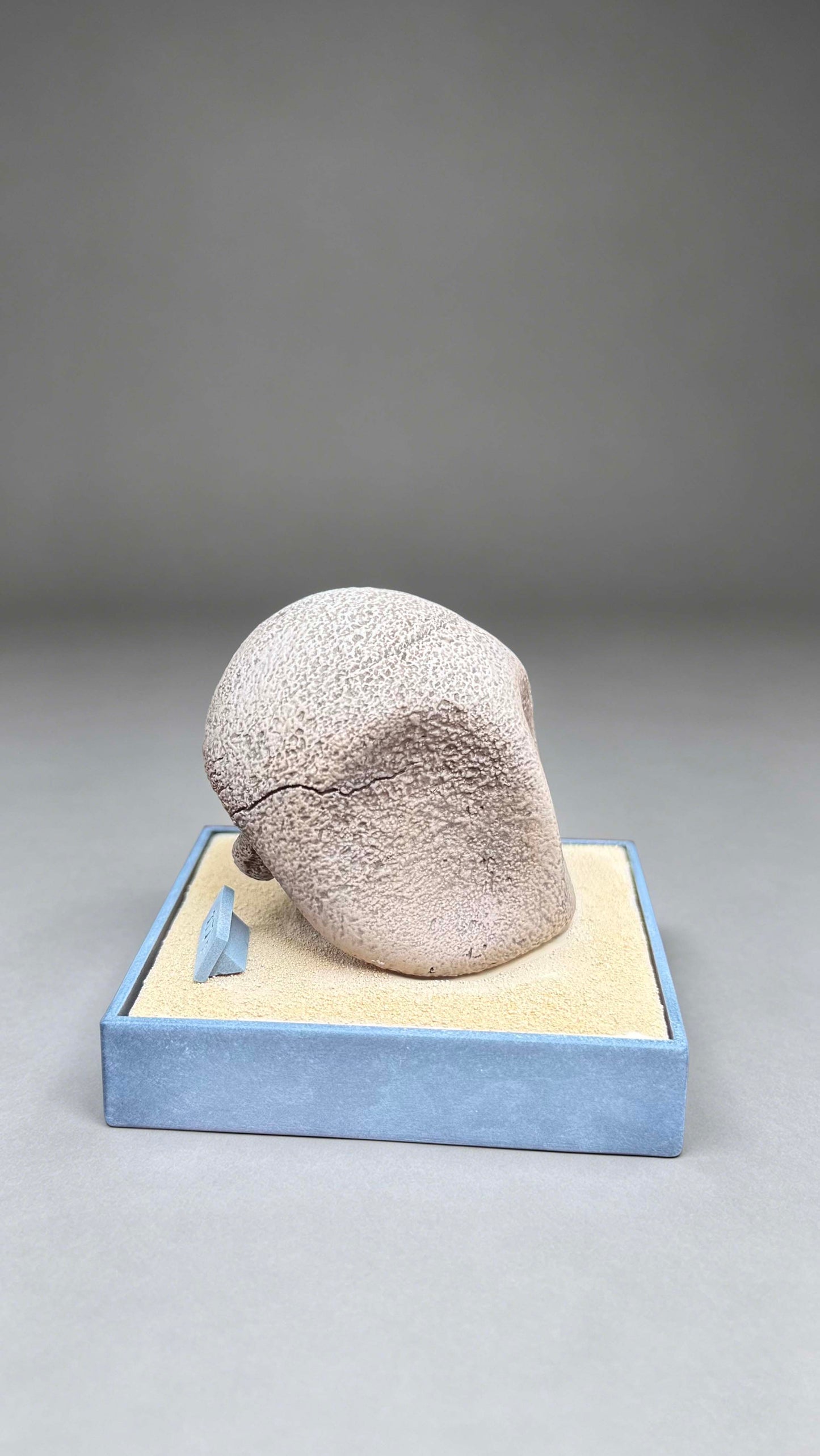 Miumiu - Kabutops and Kabuto Fossils